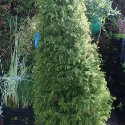 Sikkelden (Cryptomeria Japonica 'Elegans') -Goedkope Tuin Sprankel Winkel cryptomeria j. elegans 150 175 c50 pir 2