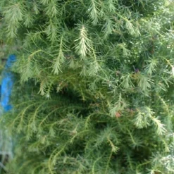 Sikkelden (Cryptomeria Japonica 'Elegans') -Goedkope Tuin Sprankel Winkel cryptomeria j. elegans 150 175 c50 pir 3