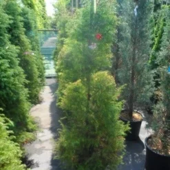 Sikkelden (Cryptomeria Japonica 'Elegans') -Goedkope Tuin Sprankel Winkel cryptomeria japonica elegans 125 150 175 1