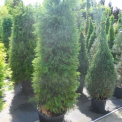 Sikkelden (Cryptomeria Japonica 'Elegans') -Goedkope Tuin Sprankel Winkel cryptomeria japonica elegens 150 175 200