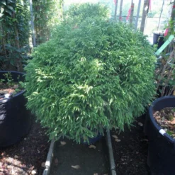 Sikkelden (Cryptomeria Japonica 'Globosa Nana') -Goedkope Tuin Sprankel Winkel cryptomeria japonica globosa nana 70 80 cont