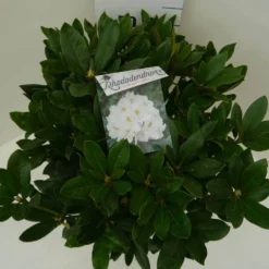 Rhododendron (Rhododendron 'Cunningham White') -Goedkope Tuin Sprankel Winkel cun. white c7.5 boven