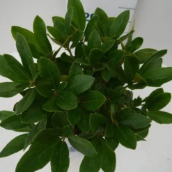 Rhododendron (Rhododendron 'Cunningham White') -Goedkope Tuin Sprankel Winkel cun white c2 boven