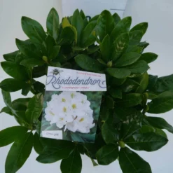 Rhododendron (Rhododendron 'Cunningham White') -Goedkope Tuin Sprankel Winkel cun white c5 boven