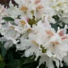 Rhododendron (Rhododendron 'Cunningham White') -Goedkope Tuin Sprankel Winkel cunninghamwhite01