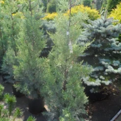 Cipres (Cupressus Arizonica 'Glauca') -Goedkope Tuin Sprankel Winkel cupressus arizonica glauca 100 125 1