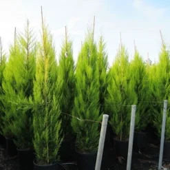 Cipres Kamerconifeer (Cupressus Macrocarpa 'Goldcrest') -Goedkope Tuin Sprankel Winkel cupressus macrocarpa goldcrest