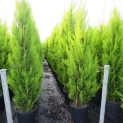 Cipres Kamerconifeer (Cupressus Macrocarpa 'Goldcrest') -Goedkope Tuin Sprankel Winkel cupressus macrocarpa goldcrest 3