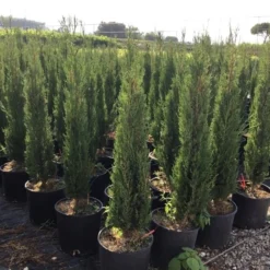Italiaanse Cypres (Cupressus Sempervirens 'Stricta') -Goedkope Tuin Sprankel Winkel cupressus semp. stricta 80100 cm