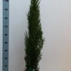 Italiaanse Cipres (Cupressus Sempervirens 'Totem') -Goedkope Tuin Sprankel Winkel cupressus semp totem 80 100 cm co. 10l kopie 2