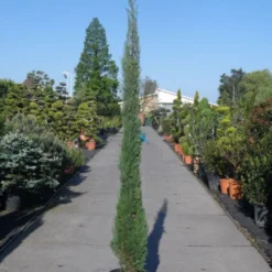 Italiaanse Cypres (Cupressus Sempervirens 'Stricta') -Goedkope Tuin Sprankel Winkel cupressus sempervirens strica 200 250 c30