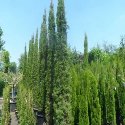 Italiaanse Cypres (Cupressus Sempervirens 'Stricta') -Goedkope Tuin Sprankel Winkel cupressus sempervirens stricta 250 300 c70