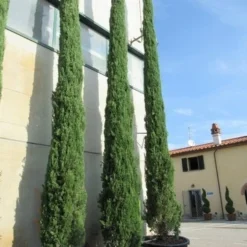 Italiaanse Cypres (Cupressus Sempervirens 'Stricta') -Goedkope Tuin Sprankel Winkel cupressus sempervirens stricta 2