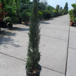 Italiaanse Cypres (Cupressus Sempervirens 'Stricta') -Goedkope Tuin Sprankel Winkel cupressus sempervirens stricta 80 100 125 c10