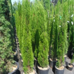 Italiaanse Cipres (Cupressus Sempervirens 'Totem') -Goedkope Tuin Sprankel Winkel cupressus sempervirens totem 125 150 175
