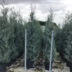 Cipres (Cupressus Arizonica 'Glauca') -Goedkope Tuin Sprankel Winkel cupressusarizonicaglauca