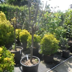 Kweepeer (Cydonia Oblonga) -Goedkope Tuin Sprankel Winkel cydonia oblonga halfstam 14 16 18