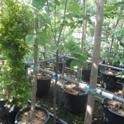 Kweepeer (Cydonia Oblonga) -Goedkope Tuin Sprankel Winkel cydonia oblonga halfstam 5 6 8 c10