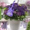 Hortensia Deep Purple Dance (Hydrangea 'Music Collection') -Goedkope Tuin Sprankel Winkel deep purple dance 2