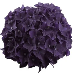 Hortensia Deep Purple Dance (Hydrangea 'Music Collection') -Goedkope Tuin Sprankel Winkel deep purple dance bloem 2