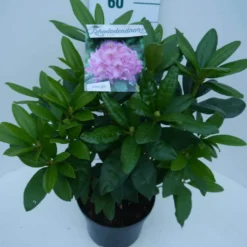 Rhododendron (Rhododendron 'Delta') -Goedkope Tuin Sprankel Winkel delta c5 zij