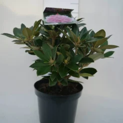 Dwergrhododendron (Rhododendron 'Dreamland') -Goedkope Tuin Sprankel Winkel dreamland c4 voor
