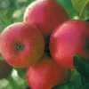 Lei-Appel (Malus Domestica 'Ecolette') -Goedkope Tuin Sprankel Winkel ecolette 1