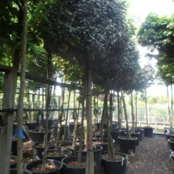 Olijfwilg Op Stam (Elaeagnus Ebbingei) -Goedkope Tuin Sprankel Winkel elaeagnus ebbingei 14 16 18ho c130