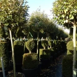 Olijfwilg Op Stam (Elaeagnus Ebbingei) -Goedkope Tuin Sprankel Winkel elaeagnus ebbingei halfstam