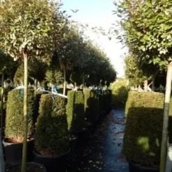 Olijfwilg Op Stam (Elaeagnus Ebbingei) -Goedkope Tuin Sprankel Winkel elaeagnus ebbingei halfstam 2
