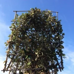 Olijfwilg Als Leiboom (Elaeagnus Ebbingei) 12 Olijfwilg Als Leiboom (Elaeagnus Ebbingei) -Goedkope Tuin Sprankel Winkel elaeagnus ebbingei leivorm 8 10cm 3