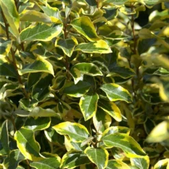 Bontbladige Olijfwilg Als Boom (Elaeagnus Ebbingei 'Gilt Edge') -Goedkope Tuin Sprankel Winkel elaeagnusgiltedgev01