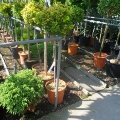 Kardinaalshoed Op Stam (Euonymus Japonicus 'Aureus') -Goedkope Tuin Sprankel Winkel euonymus japonicus aureus 80stam c20