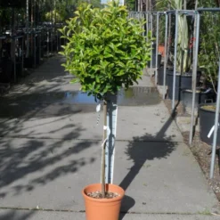 Kardinaalshoed Op Stam (Euonymus Japonicus 'Aureus') -Goedkope Tuin Sprankel Winkel euonymus japonicus aureus halfstam c20