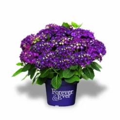 Hortensia Paars (Hydrangea 'Forever&Ever') -Goedkope Tuin Sprankel Winkel f e packshot purple rgb