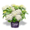 Hortensia Wit (Hydrangea 'Forever&Ever') -Goedkope Tuin Sprankel Winkel f e packshot white rgb
