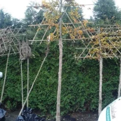 Groene Beuk Als Leiboom (Fagus Sylvatica) -Goedkope Tuin Sprankel Winkel fagus sylvatica lei 1