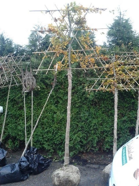 Groene Beuk Als Leiboom (Fagus Sylvatica) 5 Groene Beuk Als Leiboom (Fagus Sylvatica) - Afbeelding 3