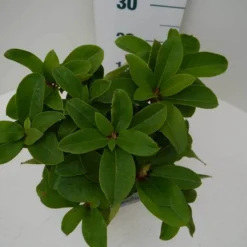 Rhododendron (Rhododendron 'Germania') -Goedkope Tuin Sprankel Winkel germania c2 boven