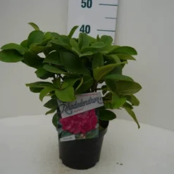 Rhododendron (Rhododendron 'Germania') -Goedkope Tuin Sprankel Winkel germania c2 voor