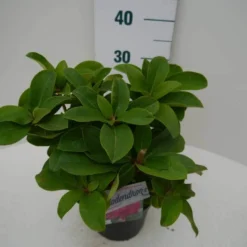 Rhododendron (Rhododendron 'Germania') -Goedkope Tuin Sprankel Winkel germania c2 zij