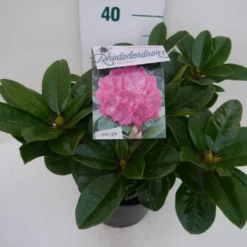 Rhododendron (Rhododendron 'Germania') -Goedkope Tuin Sprankel Winkel germania c5 zij