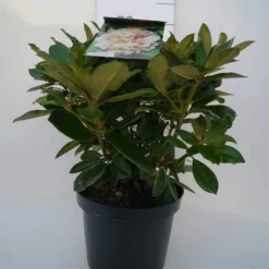 Dwergrhododendron (Rhododendron 'Golden Torch') -Goedkope Tuin Sprankel Winkel golden torch c4 voor