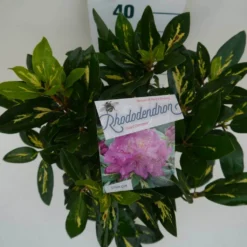 Rhododendron (Rhododendron 'Goldflimmer') -Goedkope Tuin Sprankel Winkel goldflimmer c5 boven