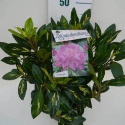Rhododendron (Rhododendron 'Goldflimmer') -Goedkope Tuin Sprankel Winkel goldflimmer c5 zij