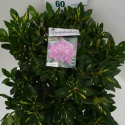 Rhododendron (Rhododendron 'Goldflimmer') -Goedkope Tuin Sprankel Winkel goldflimmer c7.5 boven