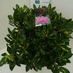 Rhododendron (Rhododendron 'Goldflimmer') -Goedkope Tuin Sprankel Winkel goldflimmer c7.5 zij