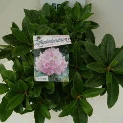 Rhododendron (Rhododendron 'Gomer Waterer') -Goedkope Tuin Sprankel Winkel gomer waterer c7.5 boven
