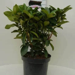 Rhododendron (Rhododendron 'Gomer Waterer') -Goedkope Tuin Sprankel Winkel gomer waterer c7.5 voor