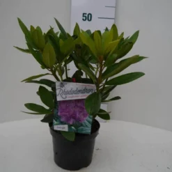 Rhododendron (Rhododendron Catawbiense 'Grandiflorum') -Goedkope Tuin Sprankel Winkel grandiflorum c2 voor